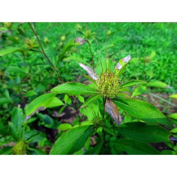 オケラ Cmポット 10本セット 送料無料 1年間枯れ保証 山野草 トオヤマグリーン 通販 Yahoo ショッピング