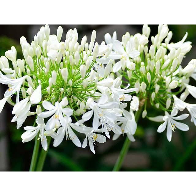 超歓迎 アガパンサス ポーラーアイス 10 5cmポット 10本セット 送料無料 保付 植木 庭木 Hlt No