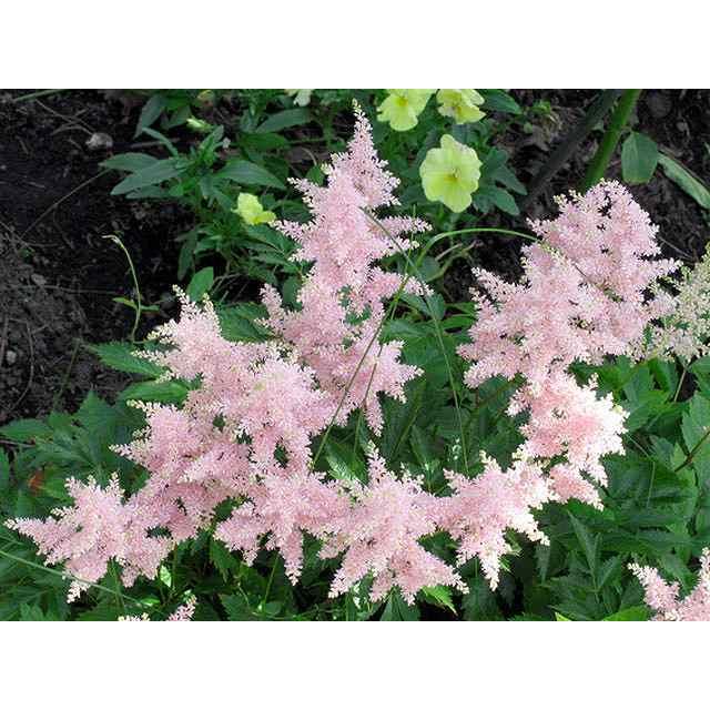 アスチルベ ピンク花 10 5cmポット 1本 1年間枯れ保証 下草 トオヤマグリーン 通販 Yahoo ショッピング