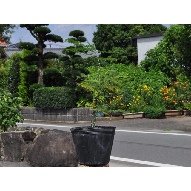 アスパラガス ナナス 9 0cmポット 1本 1年間枯れ保証 下草 トオヤマグリーン 通販 Yahoo ショッピング