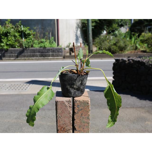 エゾイブキトラノオ 9 0cmポット 1本 1年間枯れ保証 山野草 トオヤマグリーン 通販 Yahoo ショッピング