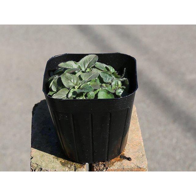 オレガノ コンパニオンプランツ 9 0cmポット 1本 1年間枯れ保証 ハーブ 1391 トオヤマグリーン 通販 Yahoo ショッピング