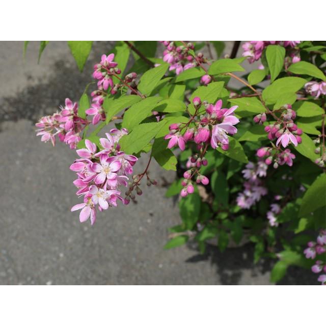 ウツギ マギシェン 0 8m露地 4本セット 送料無料 1年間枯れ保証 春に花が咲く木 トオヤマグリーン 通販 Yahoo ショッピング