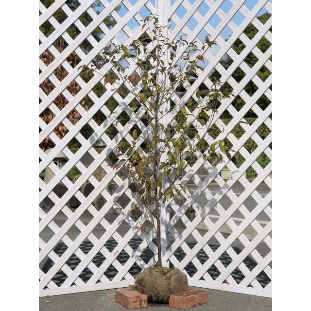 楽天ランキング1位 トキワエゴノキ単木 1 5m露地 2本セット 1年間枯れ保証 シンボルツリー常緑 現金特価 Greasemanagement Org