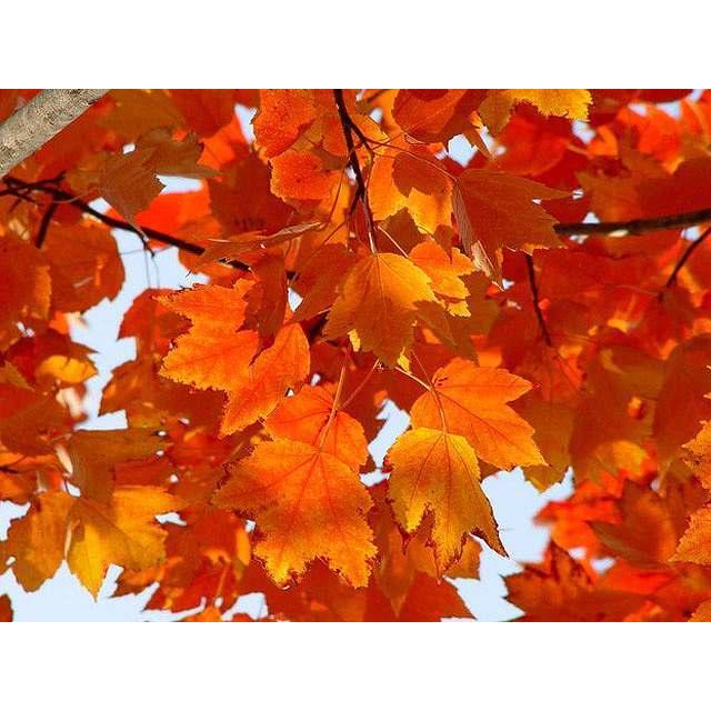 アメリカハナノキ レッドサンセット単木 2 0m露地 1本 1年間枯れ保証 シンボルツリー落葉 1404 トオヤマグリーン 通販 Yahoo ショッピング