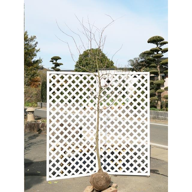 エゴノキ ピンクチャイム単木 2 0m露地 1本 1年間枯れ保証 シンボルツリー落葉 1409 トオヤマグリーン 通販 Yahoo ショッピング