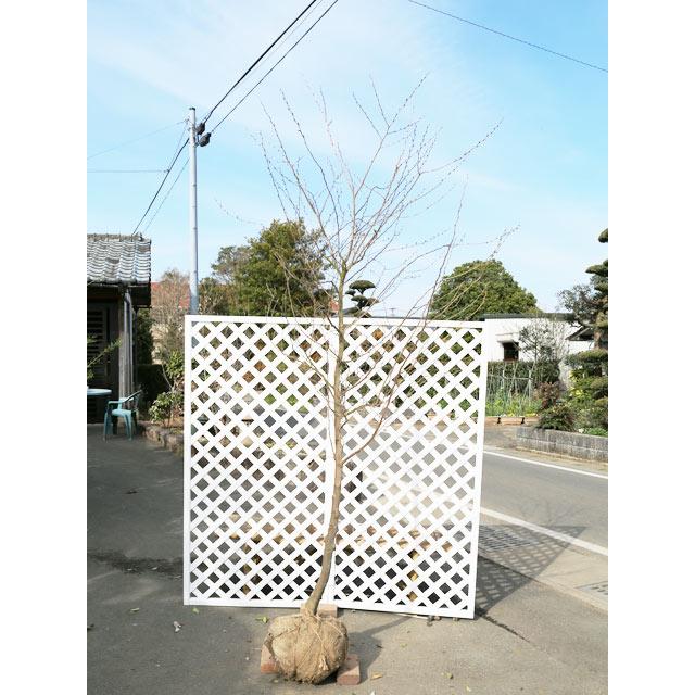 1年間枯れ保証 2本セット シンボルツリー落葉 エゴノキ 送料無料 2本セット ピンクチャイム単木 苗木 植木 2 3m露地 送料無料 トオヤマグリーン