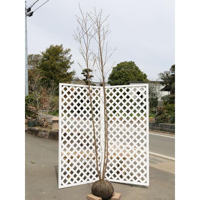 エゴノキ ピンクチャイム株立ち 2 3m露地 1本 1年間枯れ保証 シンボルツリー落葉 トオヤマグリーン 通販 Yahoo ショッピング