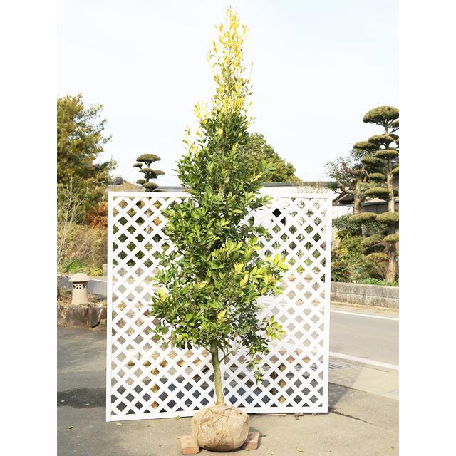 オウゴンモチ シンボルツリー常緑 ならショッピング ランキングや口コミも豊富なネット通販 更にお得なpaypay残高も スマホアプリも充実で毎日どこからでも気になる商品をその場でお求めいただけます 花 ガーデニング 2 5m露地 2本セット 送料無料 1年間枯れ