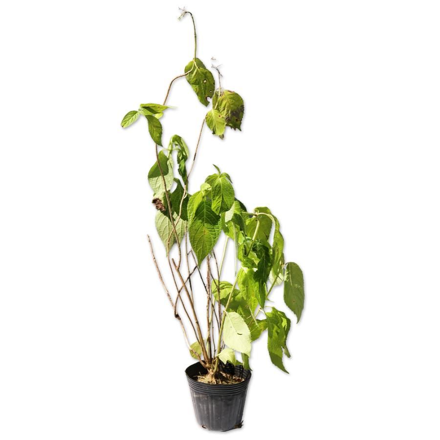 ヤマアジサイ赤花 12cmポット 1本 1年間枯れ保証 春に花が咲く木 1412 トオヤマグリーン 通販 Yahoo ショッピング