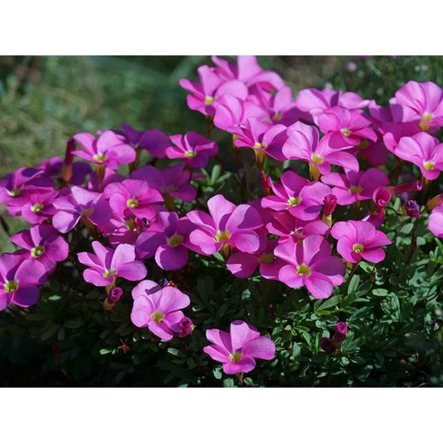 オキザリス 白系 1年間枯れ保証 1本 9 0cmポット 球根 時間指定不可 9 0cmポット