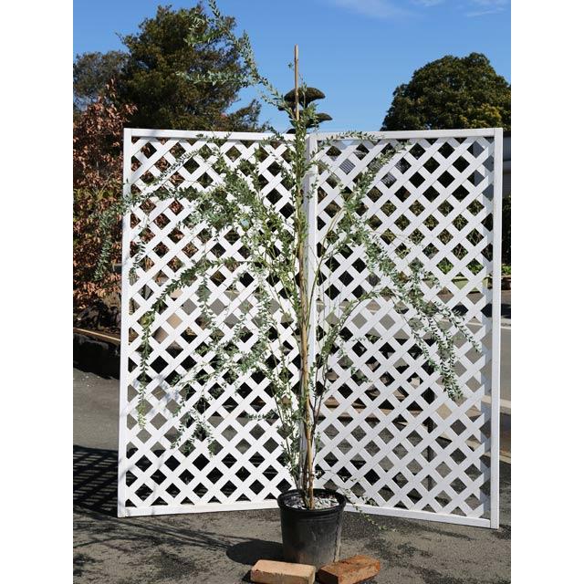 大流行中 アカシア サンカクバ 1 7m露地 1本 1年間枯れ保証 シンボルツリー落葉 即納最大半額 Johnydar Com