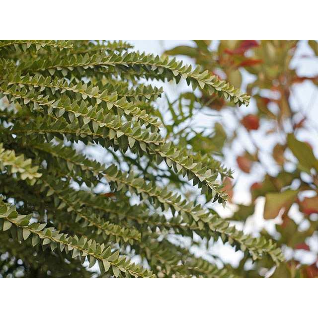 大流行中 アカシア サンカクバ 1 7m露地 1本 1年間枯れ保証 シンボルツリー落葉 即納最大半額 Johnydar Com