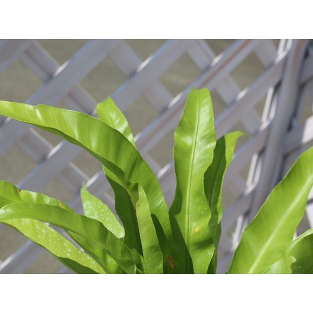 オオタニワタリ 12cmポット 1年間枯れ保証 1本 山野草 超人気新品 1本