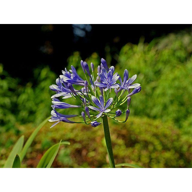 アガパンサス 紫系 10 5cmポット 1本 1年間枯れ保証 下草 トオヤマグリーン 通販 Yahoo ショッピング