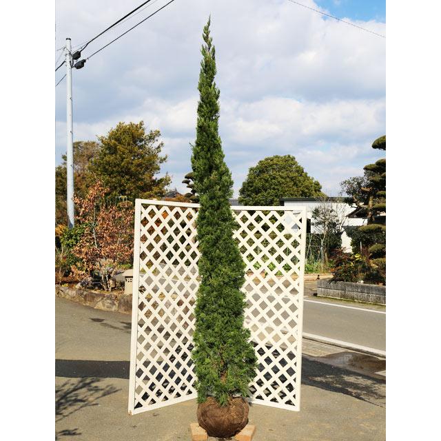 2本セット カイヅカイブキ コニファー 針葉樹 1年間枯れ保証 シンボルツリー常緑 ならショッピング ランキングや口コミも豊富なネット通販 更にお得なpaypay残高も スマホアプリも充実で毎日どこからでも気になる商品をその場でお求めいただけます 花