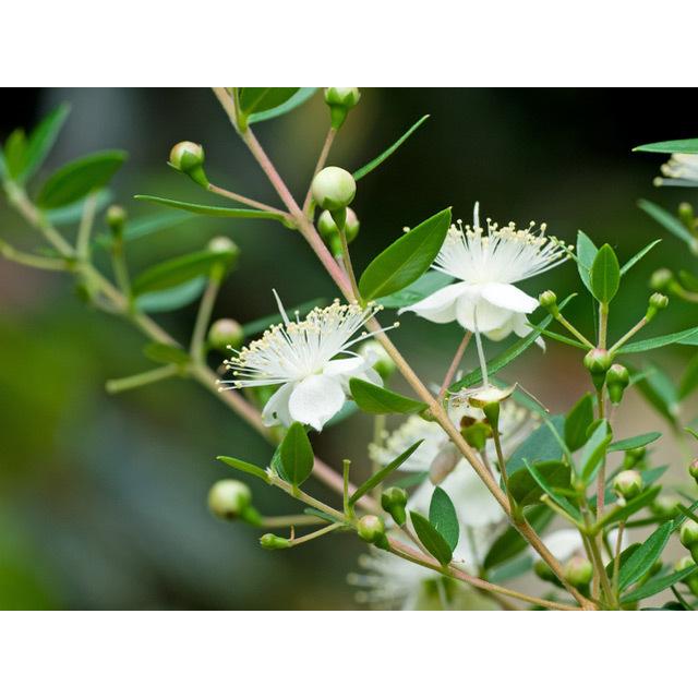 ギンバイカ 0 2m10 5cmポット 1本 1年間枯れ保証 生垣樹木 0302 トオヤマグリーン 通販 Yahoo ショッピング