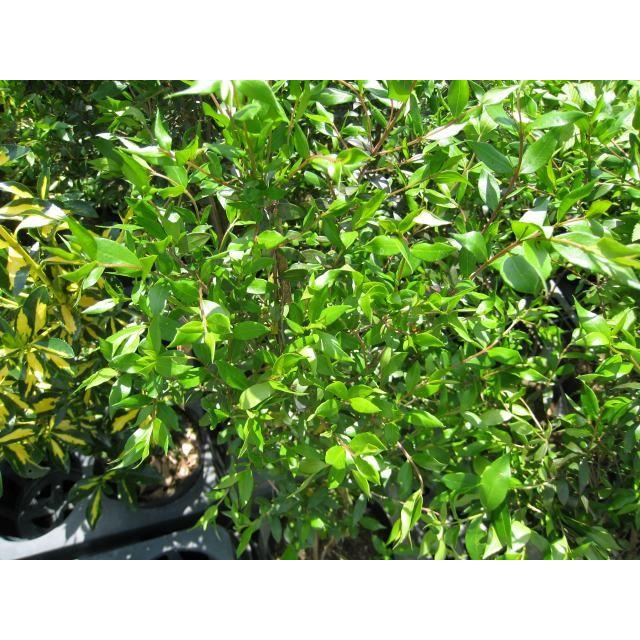 ギンバイカ 0 2m10 5cmポット 1本 1年間枯れ保証 生垣樹木 0302 トオヤマグリーン 通販 Yahoo ショッピング