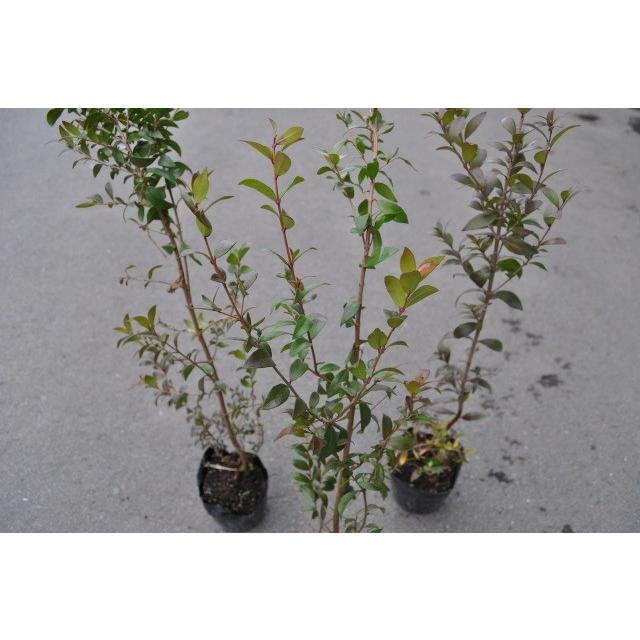 ギンバイカ 0 2m10 5cmポット 1本 1年間枯れ保証 生垣樹木 0302 トオヤマグリーン 通販 Yahoo ショッピング