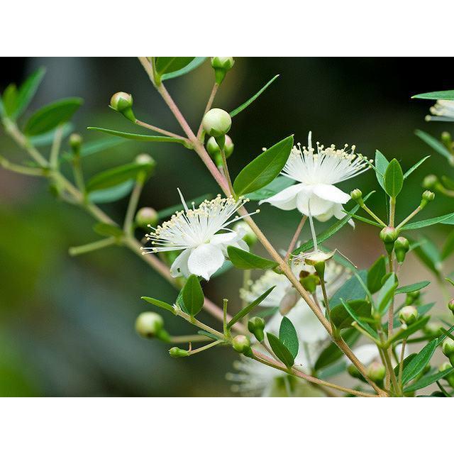 ギンバイカ 0 4m15cmポット 1本 1年間枯れ保証 生垣樹木 0304 トオヤマグリーン 通販 Yahoo ショッピング