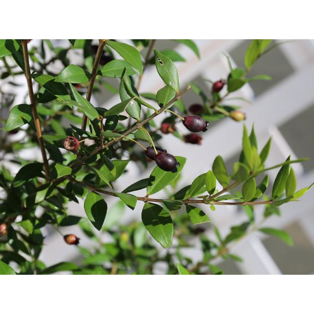 ギンバイカ 0 5m10 5cmポット 1本 1年間枯れ保証 生垣樹木 0305 トオヤマグリーン 通販 Yahoo ショッピング