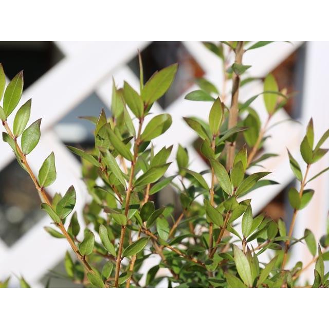 ギンバイカ 1 5m露地 1本 1年間枯れ保証 生垣樹木 0315 トオヤマグリーン 通販 Yahoo ショッピング