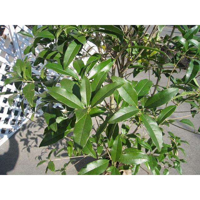 が大特価 キンモクセイ 1 5m露地 1本 翌日出荷 1年間枯れ保証 シンボルツリー常緑 Whitesforracialequity Org