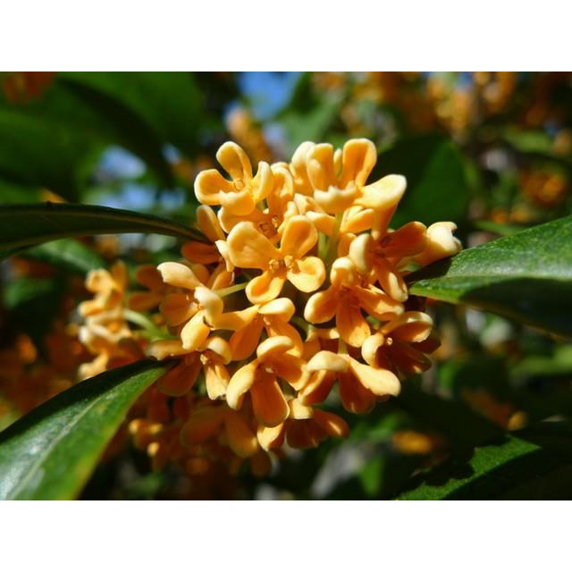 が大特価 キンモクセイ 1 5m露地 1本 翌日出荷 1年間枯れ保証 シンボルツリー常緑 Whitesforracialequity Org