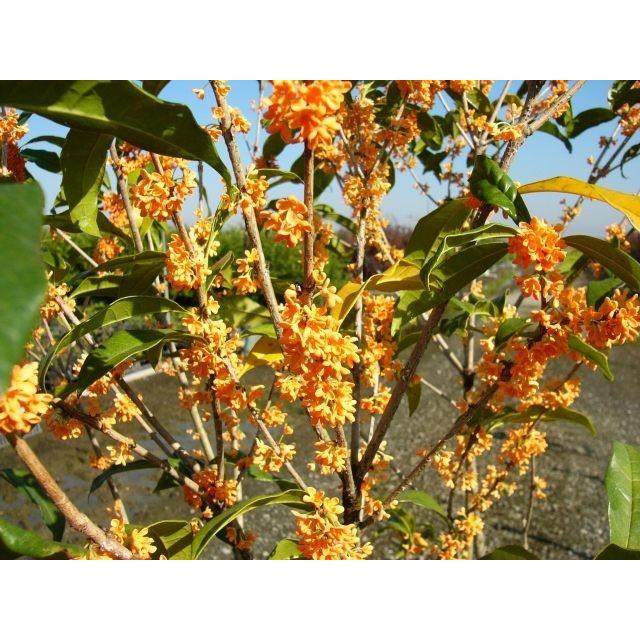 が大特価 キンモクセイ 1 5m露地 1本 翌日出荷 1年間枯れ保証 シンボルツリー常緑 Whitesforracialequity Org