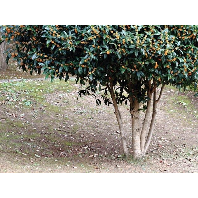 キンモクセイ 2 0m露地 1本 1年間枯れ保証 シンボルツリー常緑 05 トオヤマグリーン 通販 Yahoo ショッピング