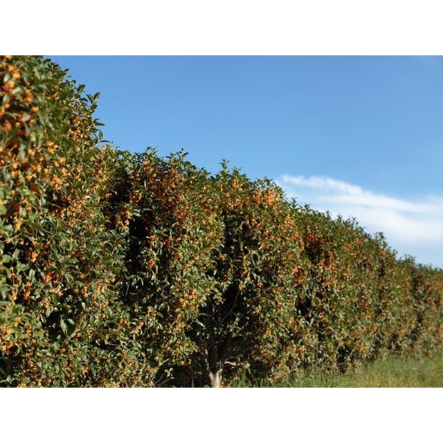 キンモクセイ 2 0m露地 1本 1年間枯れ保証 シンボルツリー常緑 05 トオヤマグリーン 通販 Yahoo ショッピング