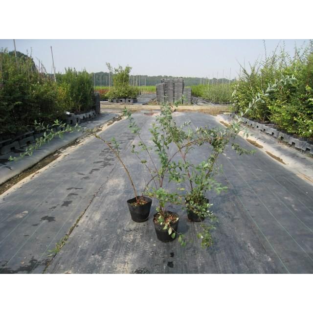 コデマリ 10 5cmポット 1本 当日出荷 1年間枯れ保証 春に花が咲く木 0701 トオヤマグリーン 通販 Yahoo ショッピング