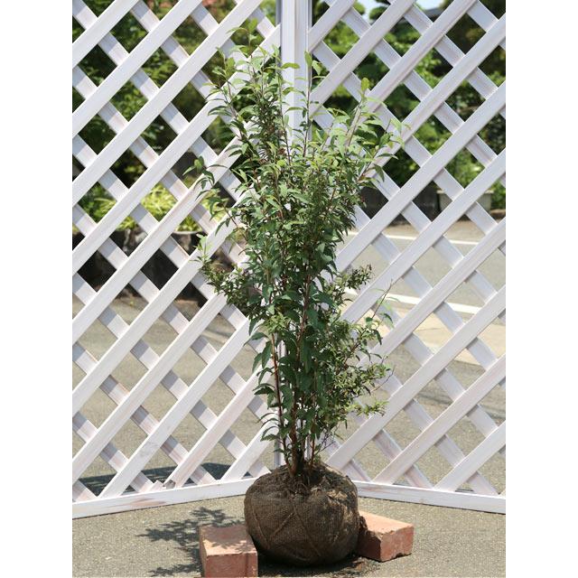 新規購入 コデマリ 0 8m露地 3本セット 送料無料 1年間枯れ保証 春に花が咲く木 トオヤマグリーン 通販 Yahoo ショッピング 予約販売品 Www Iccostierovico Edu It