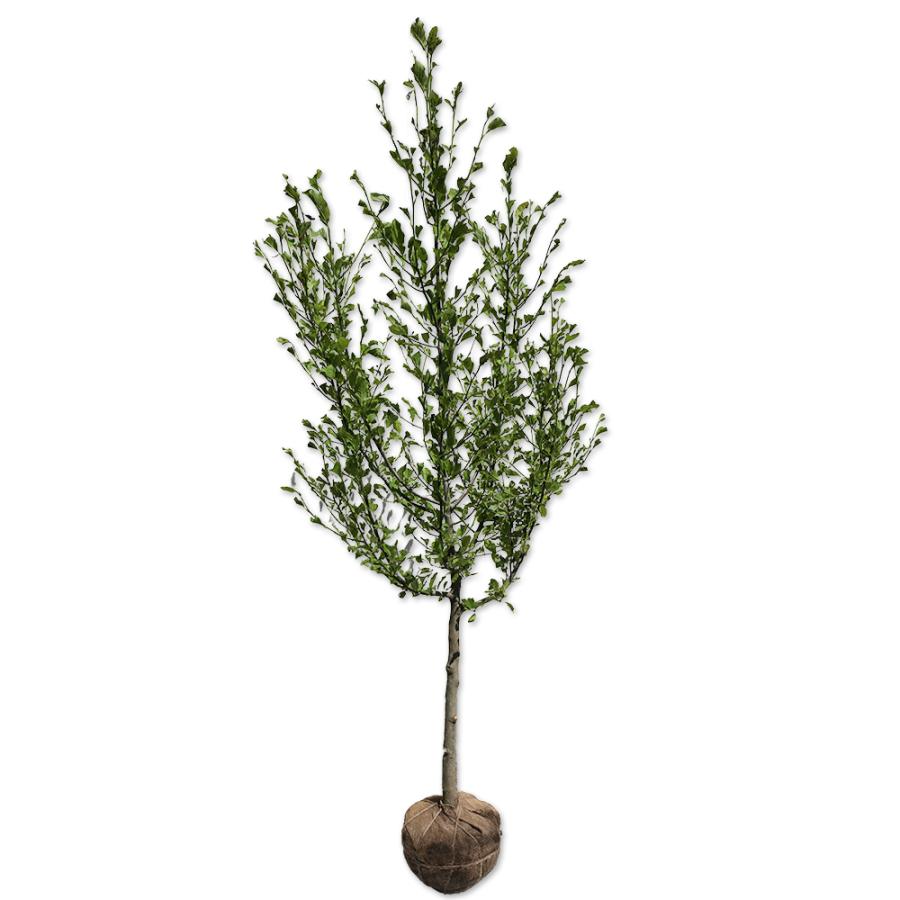 コブシ単木 2 5m露地 2本セット 送料無料 1年間枯れ保証 シンボルツリー落葉 K30gsbmory 苗木 植木 Khantravel Mn