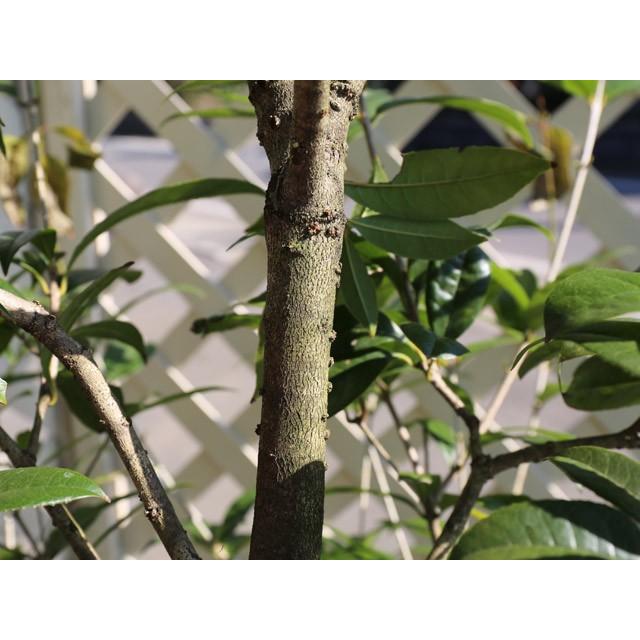 高評価 四季咲きモクセイ 2 0m露地 1本 1年間枯れ保証 シンボルツリー常緑 10 トオヤマグリーン 通販 Yahoo ショッピング 廃番 完売 Esraapharma Com