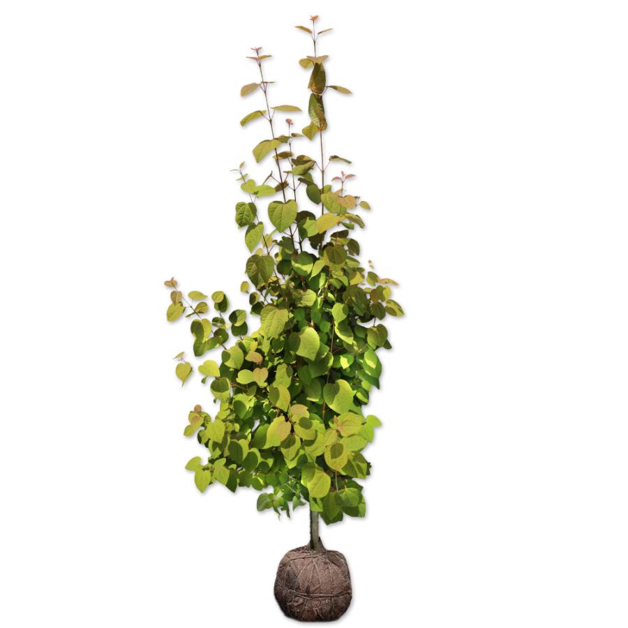 宅送 カツラ単木 1 7m露地 2本セット 送料無料 1年間枯れ保証 葉や形を楽しむ木 格安即決 Technet 21 Org