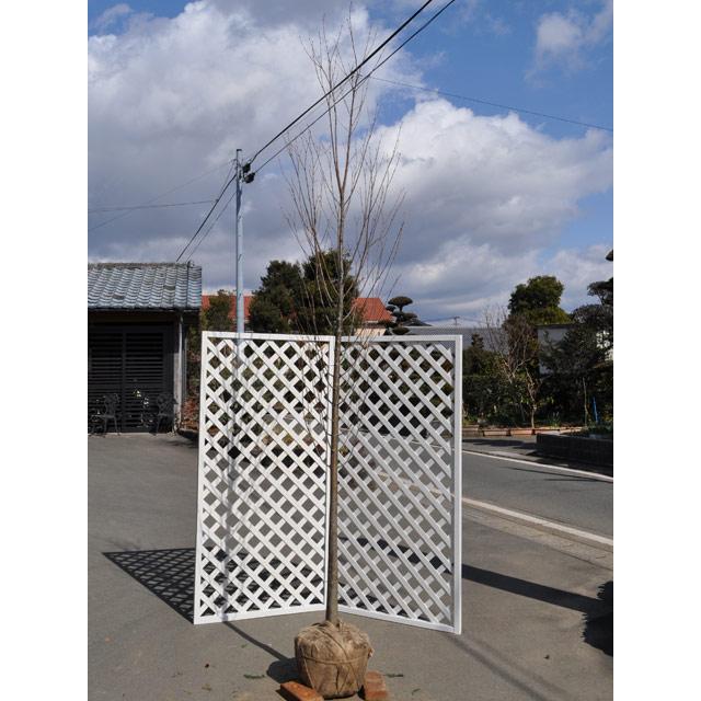 カツラ単木 2 5m露地 1本 1年間枯れ保証 シンボルツリー落葉 1225 トオヤマグリーン 通販 Yahoo ショッピング