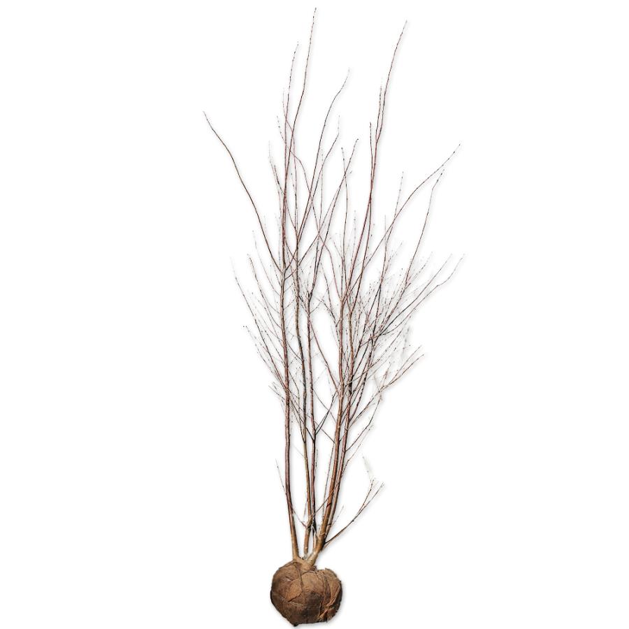 カツラ株立ち 2 3m露地 1本 1年間枯れ保証 シンボルツリー落葉 1273 トオヤマグリーン 通販 Yahoo ショッピング