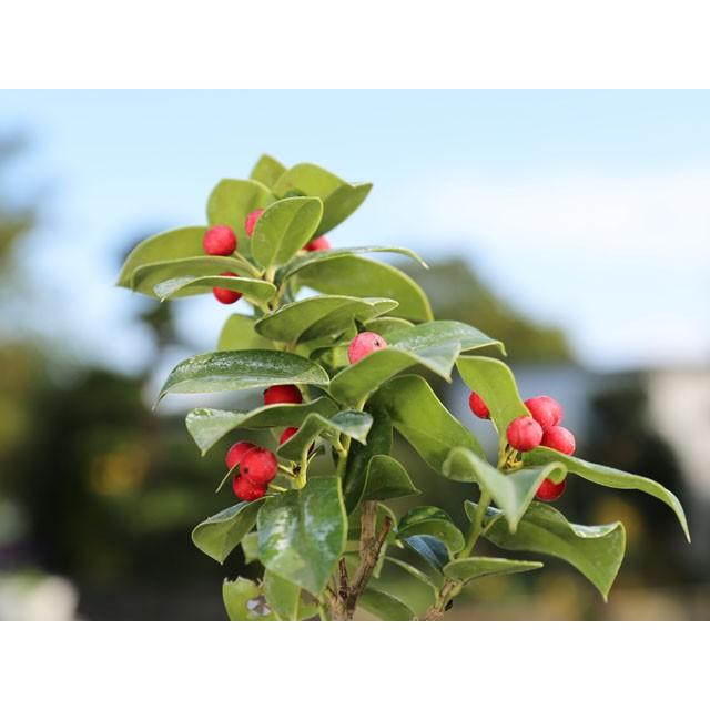 品揃え豊富で クリスマスホーリー 1 0m露地 1本 1年間枯れ保証 植木 庭木 Labelians Fr
