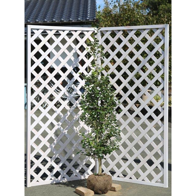 クリスマスホーリー 1 7m露地 1本 1年間枯れ保証 葉や形を楽しむ木 Www Mohmmadiyon Com