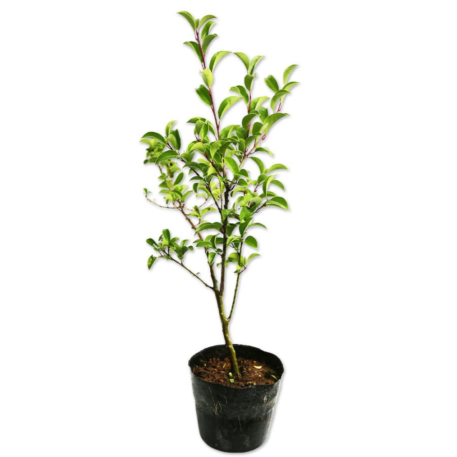 即納特典付き クロガネモチ 0 5m10 5cmポット 18本セット 送料無料 1年間枯れ保証 葉や形を楽しむ木 トオヤマグリーン 通販 Yahoo ショッピング 激安ブランド Southpointbd Com