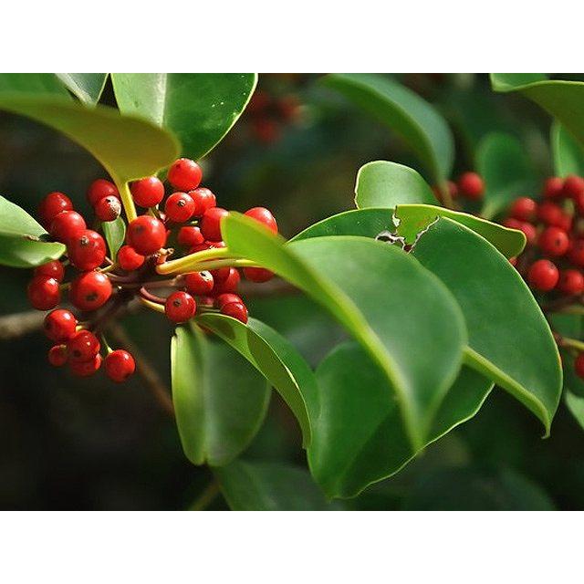 クロガネモチ 1 7m露地 1本 1年間枯れ保証 葉や形を楽しむ木 1717 トオヤマグリーン 通販 Yahoo ショッピング