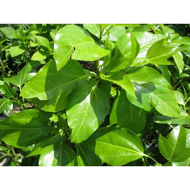 カクレミノ 2 5m露地 1本 1年間枯れ保証 シンボルツリー常緑 25 トオヤマグリーン 通販 Yahoo ショッピング