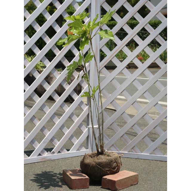 カクレミノ株立ち 0 8m露地 1本 1年間枯れ保証 シンボルツリー常緑 58 トオヤマグリーン 通販 Yahoo ショッピング