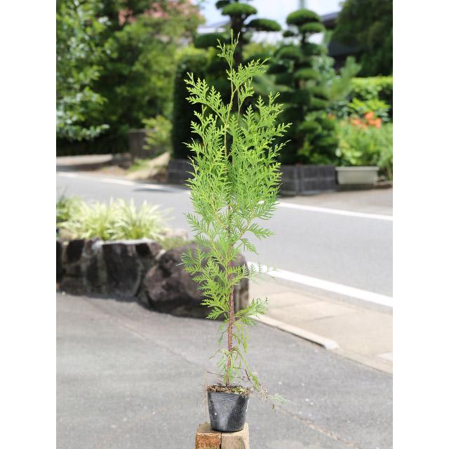 グリーンコーン 0 7m9 0cmポット 12本セット 送料無料 当日出荷 1年間枯れ保証 コニファー トオヤマグリーン 通販 Yahoo ショッピング