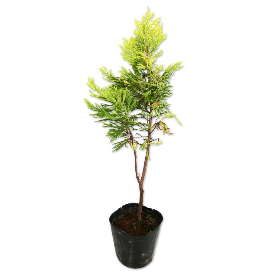 ゴールドライダー 0 2m9 0cmポット 1本 1年間枯れ保証 コニファー 202402 トオヤマグリーン 通販 Yahoo ショッピング