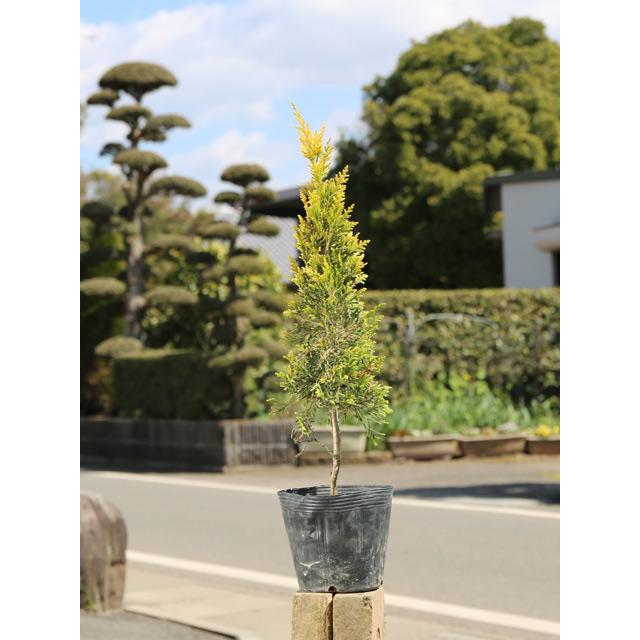 ゴールドライダー 0 4m15cmポット 1本 1年間枯れ保証 コニファー 2404 トオヤマグリーン 通販 Yahoo ショッピング