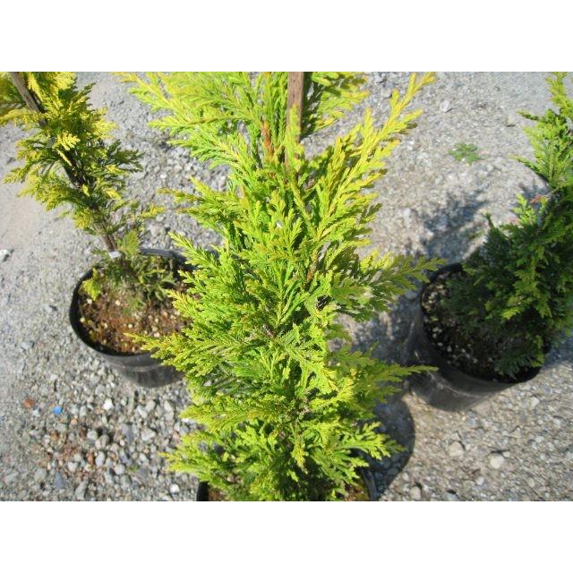 ゴールドライダー 0 8m露地 1本 1年間枯れ保証 コニファー 2408 トオヤマグリーン 通販 Yahoo ショッピング