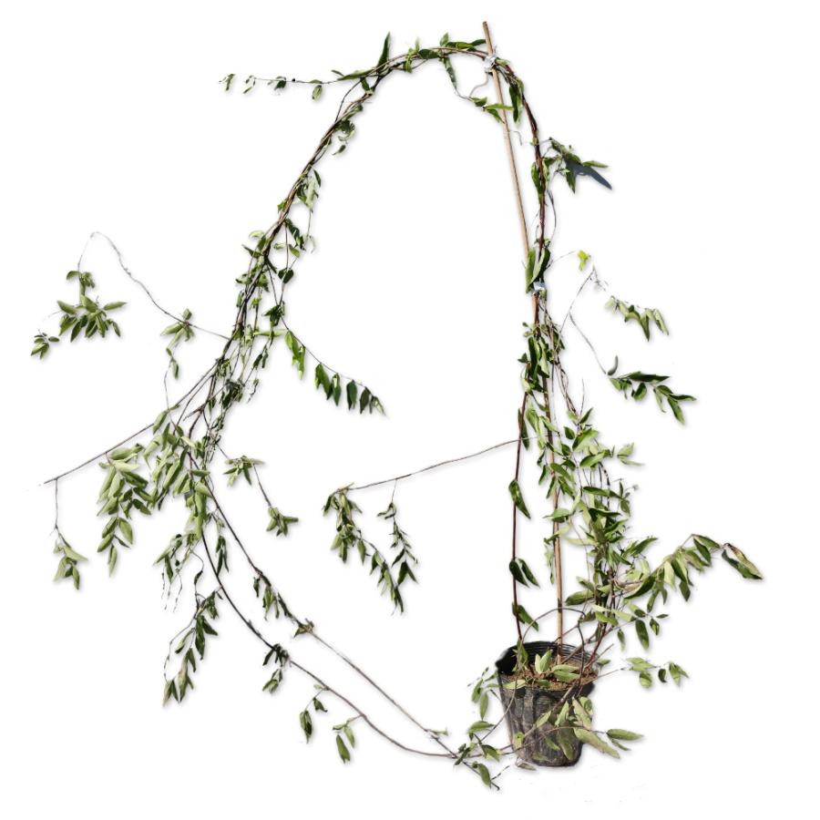 カロライナジャスミン 2 0m長尺13 5cmポット 1本 1年間枯れ保証 つる性 3925 トオヤマグリーン 通販 Yahoo ショッピング