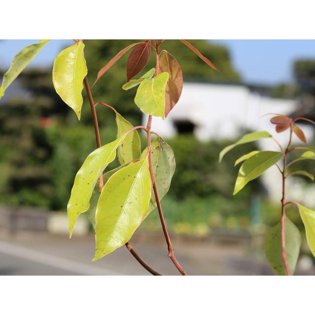 期間限定の激安セール クスノキ 0 3m10 5cmポット 1本 当日出荷 1年間枯れ保証 街路樹 公園樹 Whitesforracialequity Org